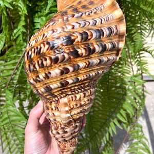Natural Trumpet Triton Ammonite Decoration/Big Seashell Decor/Sea shell/Snail Shell/Ancient Fossil/Ocean Decor/Beach Gift/Beach Decor