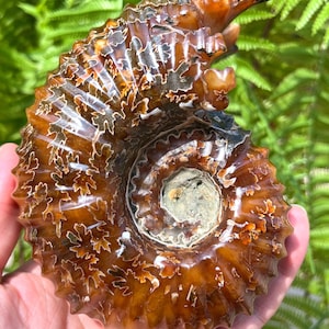 May include: A fossilised ammonite with a brown and white shell. The shell has a spiral shape with intricate patterns.