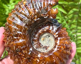 黄鉄鉱化アンモナイト | 31 mm | A67 | ジュラ紀の化石 | コレクター