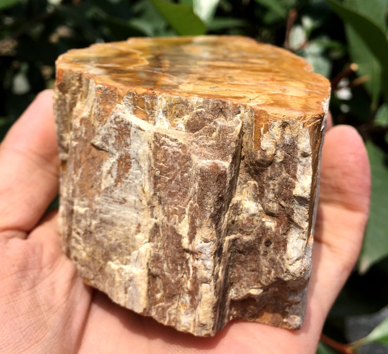 Large Petrified Wood Stone/petrified wood slice/Wood fossil Etsy