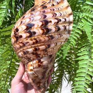 Natural Trumpet Triton Ammonite Decoration/Big Seashell Decor/Sea shell/Snail Shell/Ancient Fossil/Ocean Decor/Beach Gift/Beach Decor