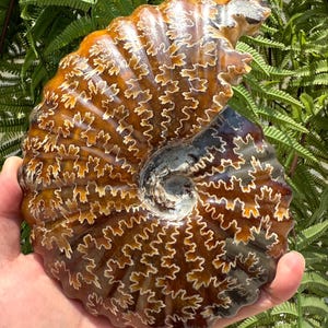 May include: A polished ammonite fossil featuring a spiral shell with a deep amber and dark brown colour palette. The surface displays intricate, white, leaf-like suture patterns that follow the natural curvature of the fossilised chamber walls.