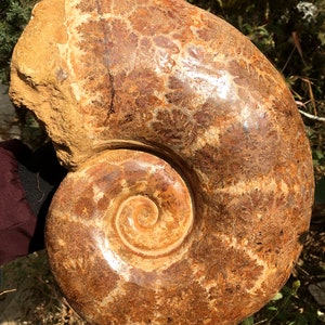 Natural Huge Ammonite/from Madagascar/Perisphinctes species/165 Million Years Old/Jurassic Period/Genuine Fossil/Fossilised Sea Animal