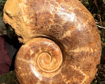 素朴なアンモナイト | 22 mm | A55 | ジュラ紀の化石 | コレクター標本