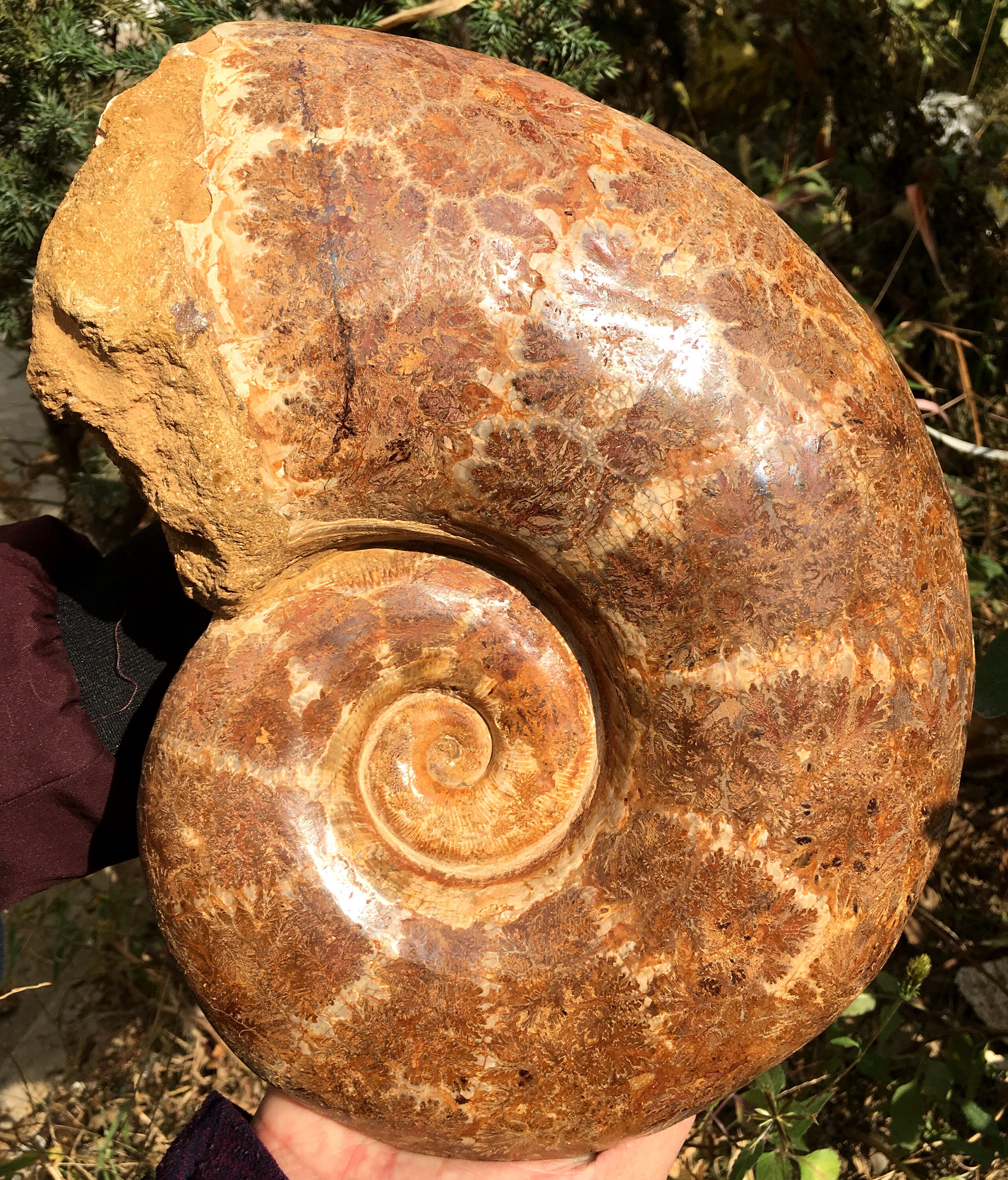 Versteinerter Ammonit Aus Madagaskar – 11 Cm Großer Kristall, 416 Millionen Jahre Alt