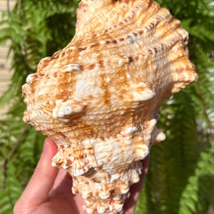 Natural Large Sea Snail Ammonite Decoration/Big Seashell Decor/Sea shell/Snail Shell/Ancient Fossil/Ocean Decor/Beach Gift/Beach Decor