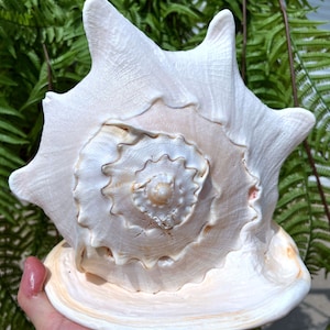 Natural Large Sea Snail Ammonite Decoration/Big Seashell Decor/Sea shell/Snail Shell/Ancient Fossil/Ocean Decor/Beach Gift/Beach Decor