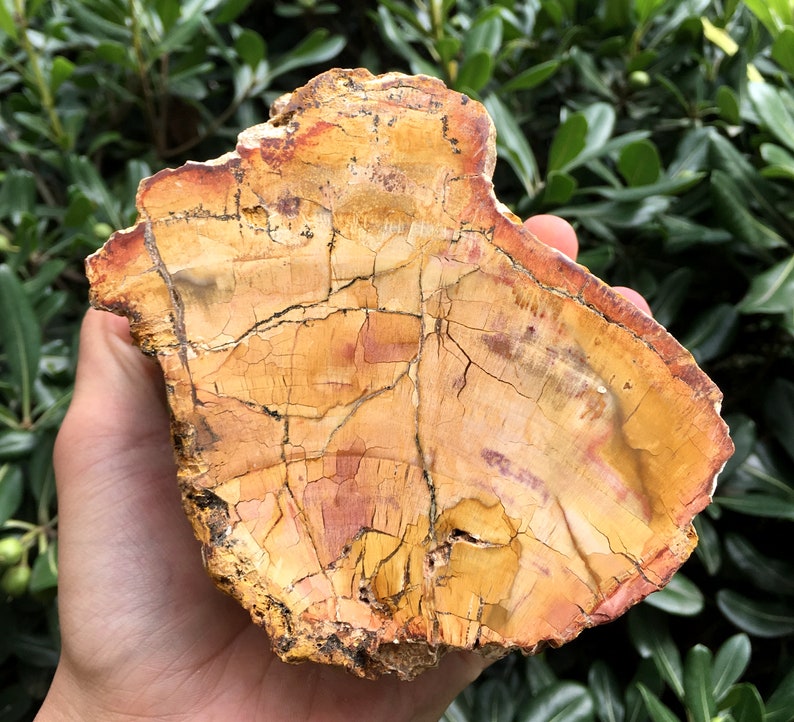 Large Petrified Wood Stone/petrified wood slice/Wood fossil Etsy