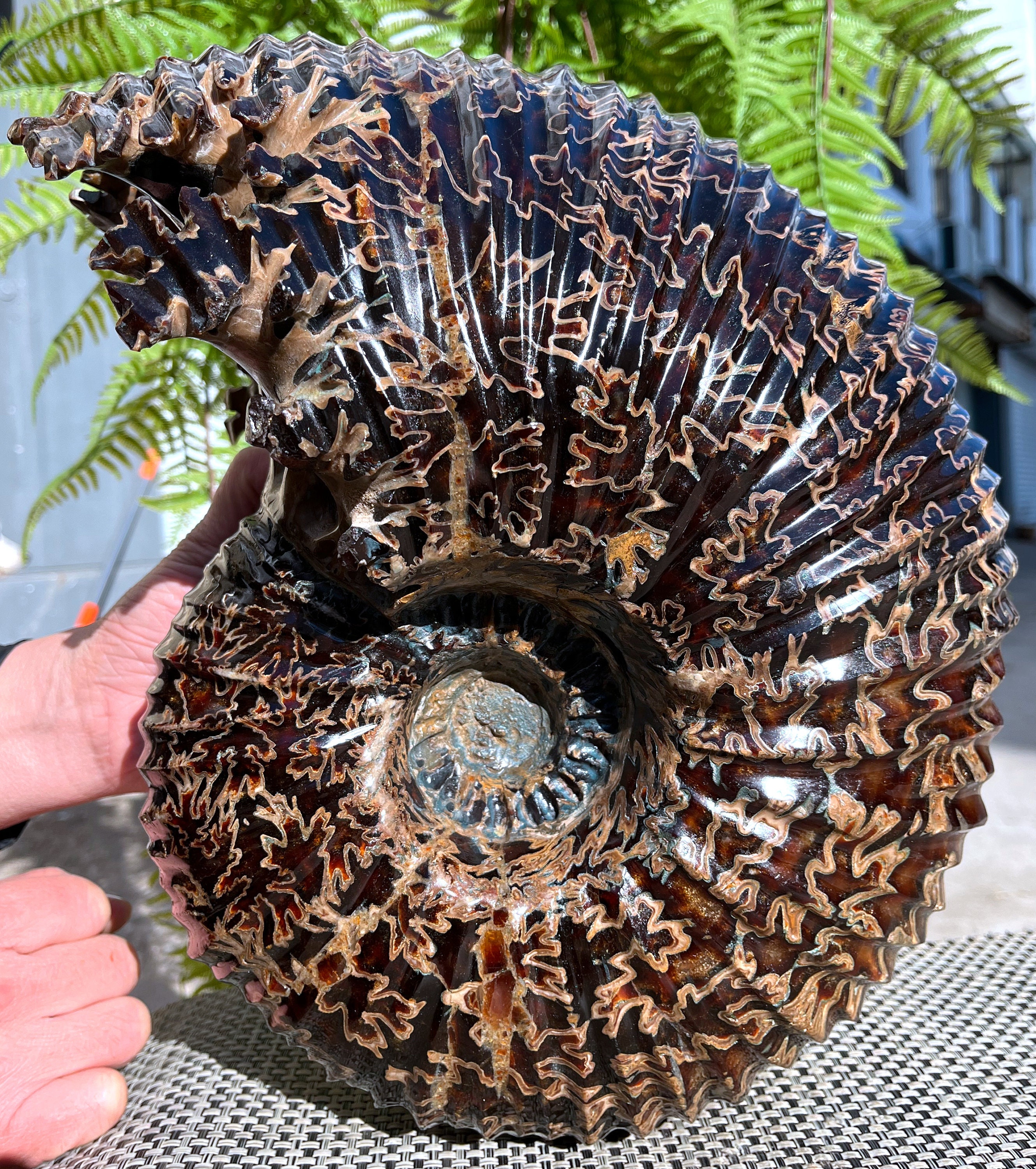 天然の非常に珍しいドゥビリセラス/アンモナイト/ヤギの角の化石/貝石