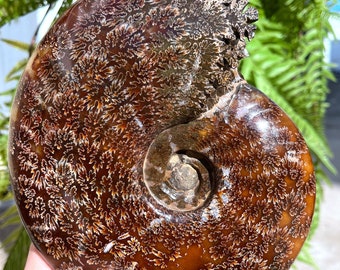 May include: A fossilized ammonite with a brown and white shell. The shell has a spiral pattern with intricate details. The ammonite is a type of extinct marine mollusk.
