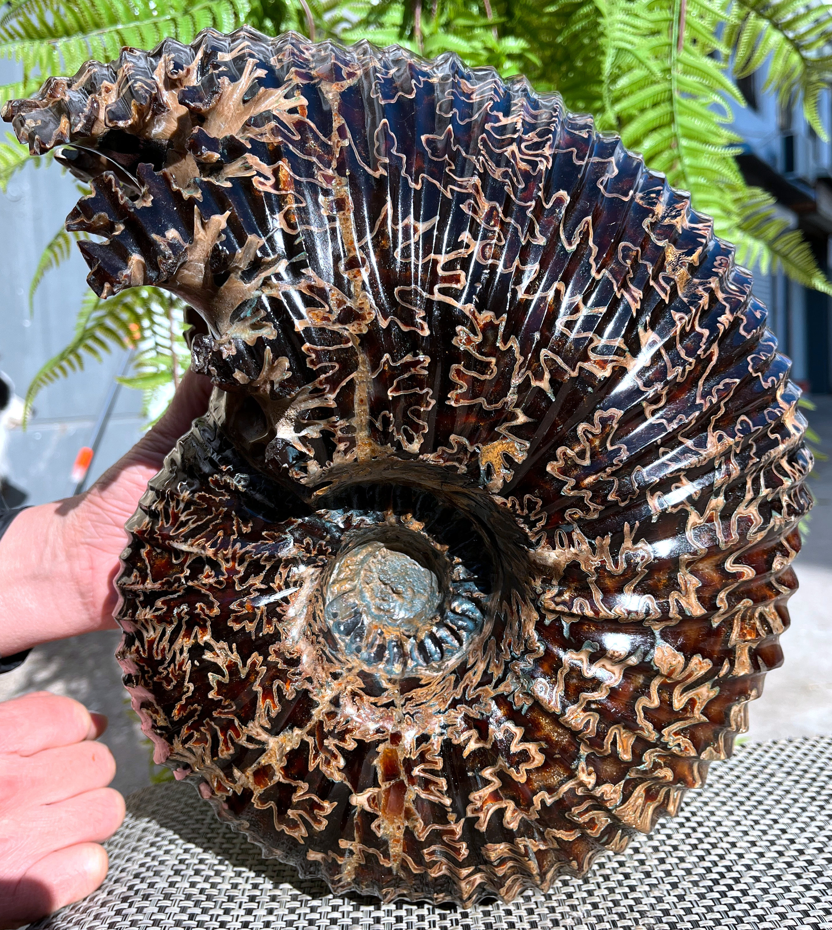 Natural Very rare Douvilleiceras/Ammonite/Goat Horn Fossil/Shell Stone/Rock Mineral Specimen/Home Decor/collectibles/gifts for her/fossil
