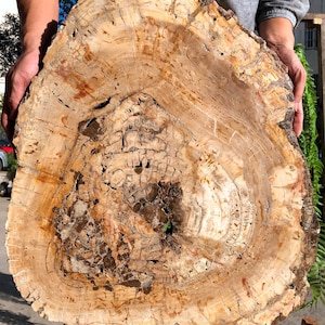 large Petrified Wood Stone/petrified wood slice/Wood fossil slab/mineral specimen/fossilized wood/healing crystals and stones/Gift / Energy