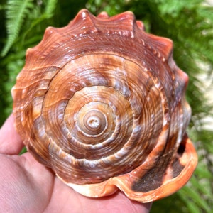 Natural Large Sea Snail Ammonite Decoration/Big Seashell Decor/Sea shell/Snail Shell/Ancient Fossil/Ocean Decor/Beach Gift/Beach Decor