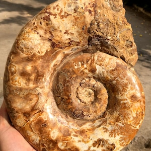 Natural Huge Ammonite/from Madagascar/Perisphinctes species/165 Million Years Old/Jurassic Period/Genuine Fossil/Fossilised Sea Animal