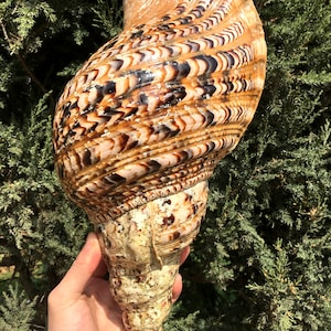 Natural Trumpet Triton Ammonite Decoration/Big Seashell Decor/Sea shell/Snail Shell/Ancient Fossil/Ocean Decor/Beach Gift/Beach Decor