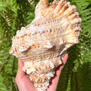 Natural Large Sea Snail Ammonite Decoration/Big Seashell Decor/Sea shell/Snail Shell/Ancient Fossil/Ocean Decor/Beach Gift/Beach Decor