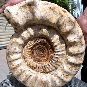 Natural Huge Ammonite/from Madagascar/Perisphinctes species/165 Million Years Old/Jurassic Period/Rock Mineral Specimen/Fossil Collection
