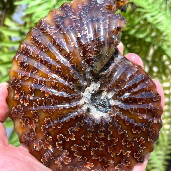 Natural Fine polishing Ammonite / Whole Ammonite Fossil / Authentic Ammonite Fossil / Prehistoric Fossil / Nautilus Shell/Fossil Collection