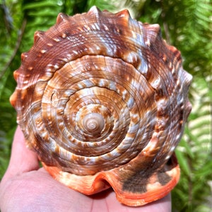 Natural Large Sea Snail Ammonite Decoration/Big Seashell Decor/Sea shell/Snail Shell/Ancient Fossil/Ocean Decor/Beach Gift/Beach Decor