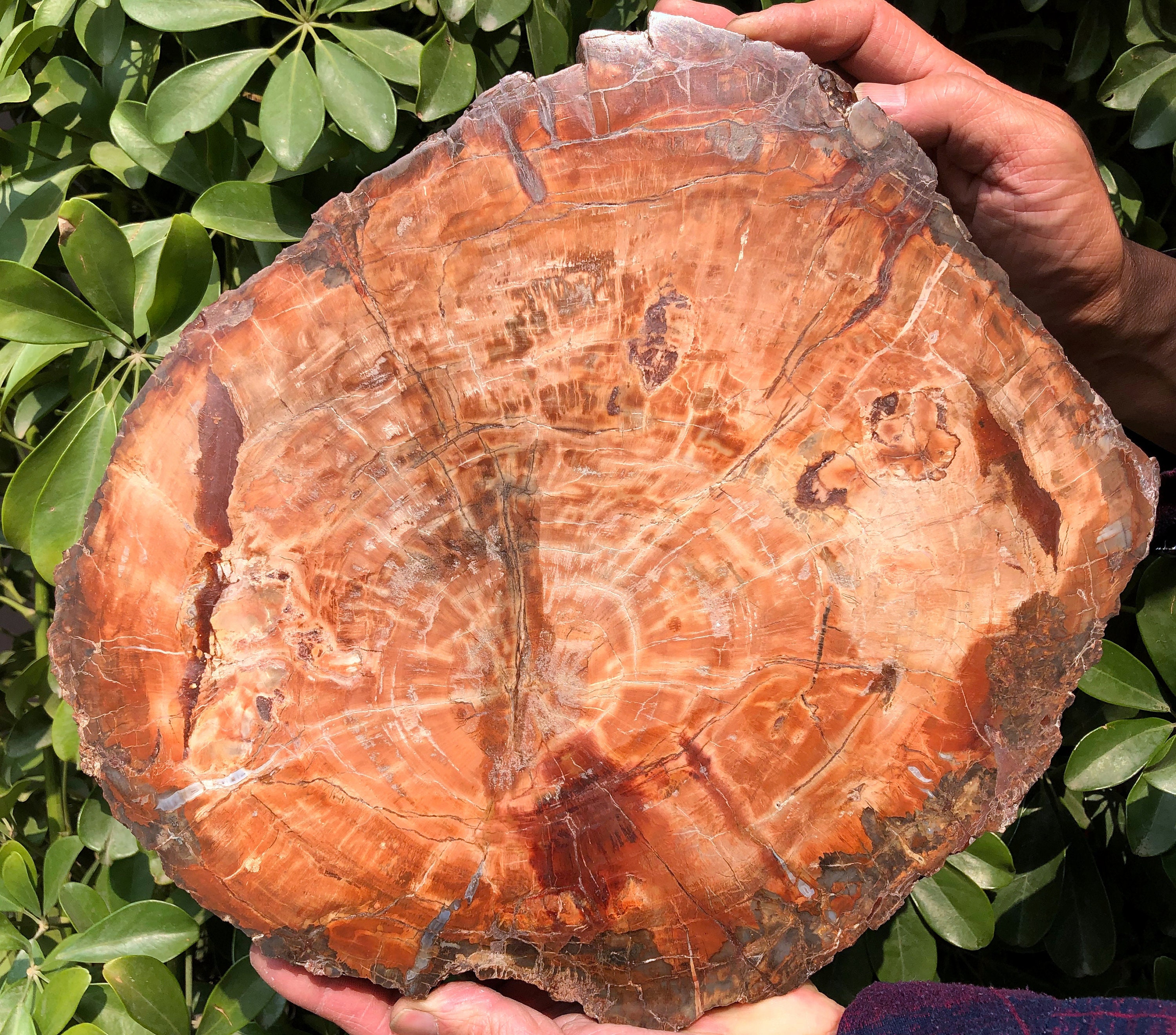 Large Petrified Wood Stone/petrified Wood Slice/wood Fossil Etsy