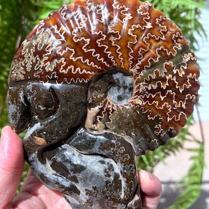 Fine polishing Ammonite Can stand up/Whole Ammonite Fossil/Authentic Ammonite Fossil/Prehistoric Fossil//Reiki healing/Fossil Collection