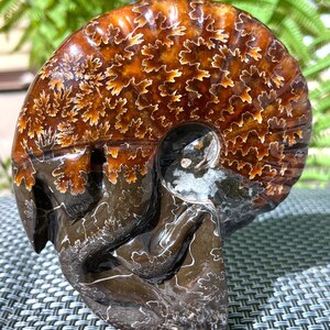 Fine polishing Ammonite Can stand up/Whole Ammonite Fossil/Authentic Ammonite Fossil/Prehistoric Fossil//Reiki healing/Fossil Collection