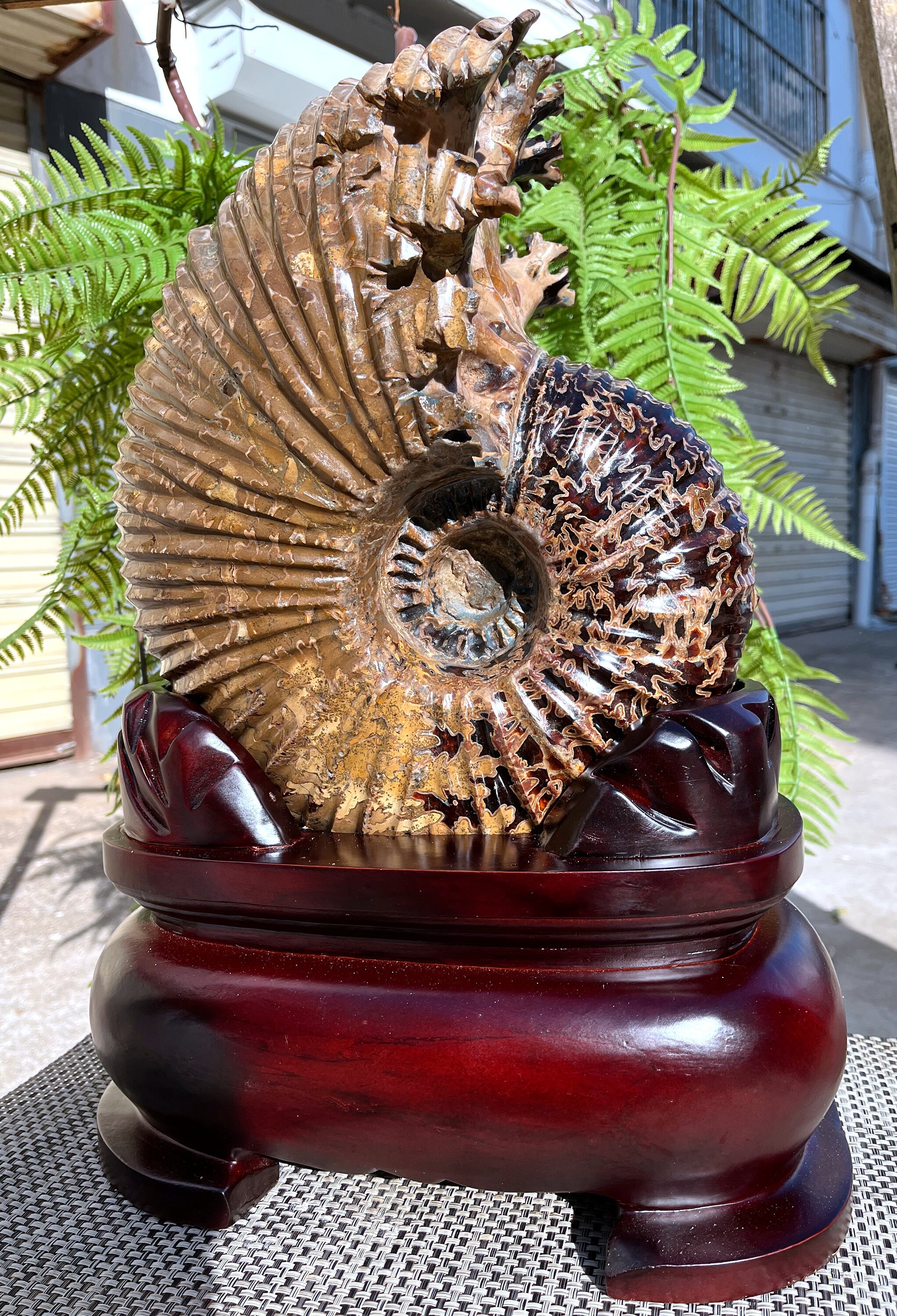 天然の非常に珍しいドゥビリセラス/アンモナイト/ヤギの角の化石/貝石