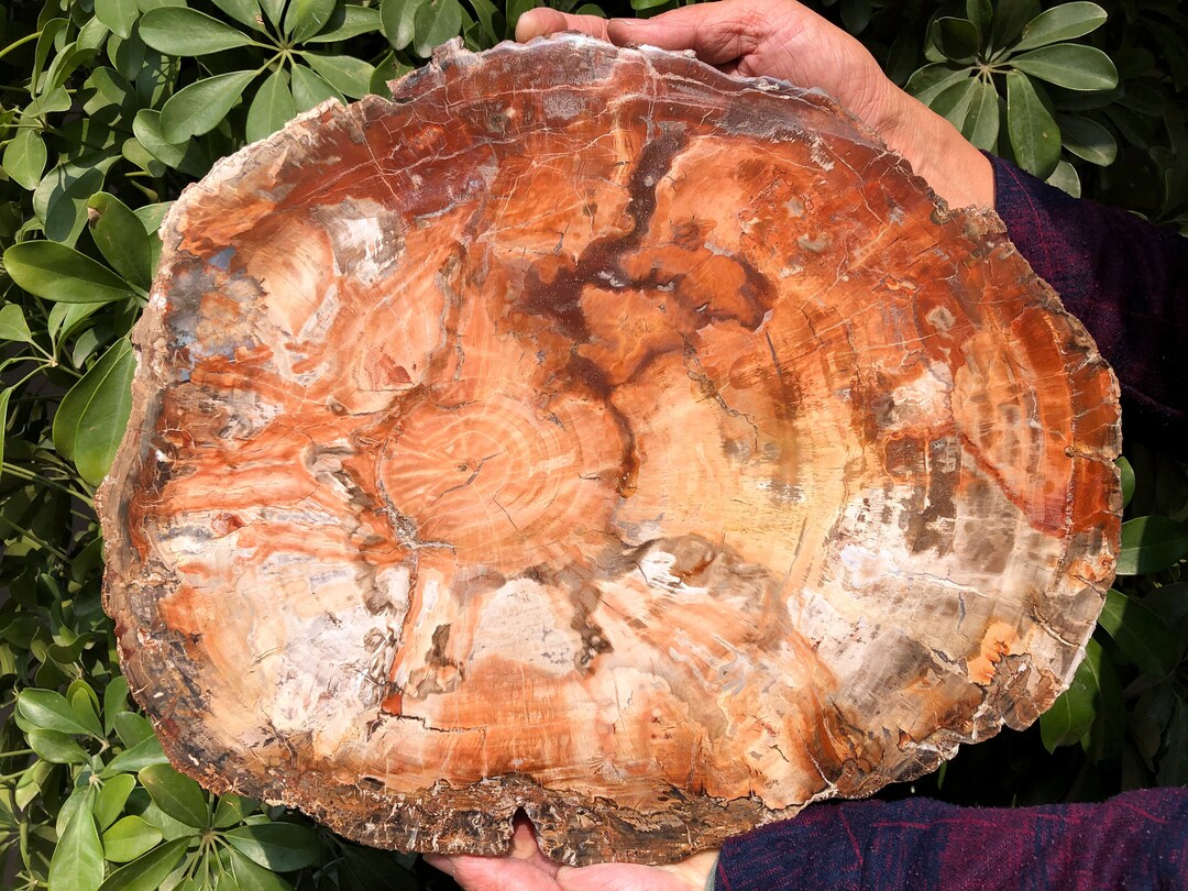 Large Petrified Wood Stone/petrified Wood Slice/wood Fossil Slab/mineral Specimen/fossilized