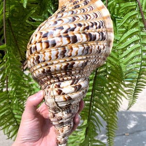 Natural huge Trumpet Triton Ammonite Decoration/Big Seashell Decor/Sea shell/Snail Shell/Ancient Fossil/Ocean Decor/Beach Gift/Beach Decor