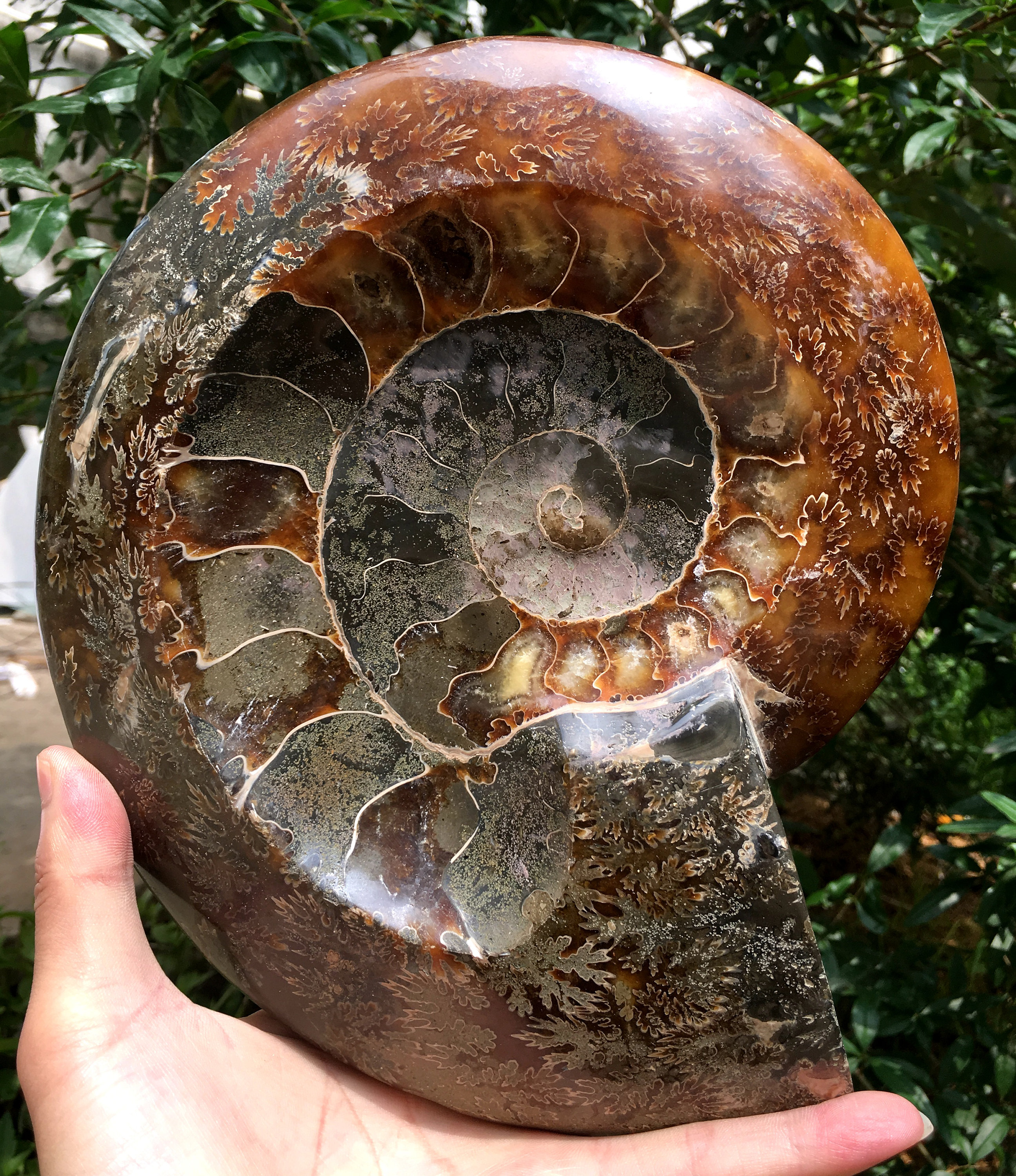 AMMONITE タイラバ il_fullxfull.2416960464_n5k9.jpg