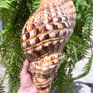 Natural Trumpet Triton Ammonite Decoration/Big Seashell Decor/Sea shell/Snail Shell/Ancient Fossil/Ocean Decor/Beach Gift/Beach Decor
