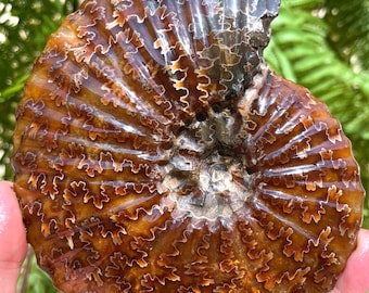 May include: A fossilized ammonite with a brown and orange shell. The shell has a spiral pattern with intricate details. The ammonite is a type of extinct marine mollusk.