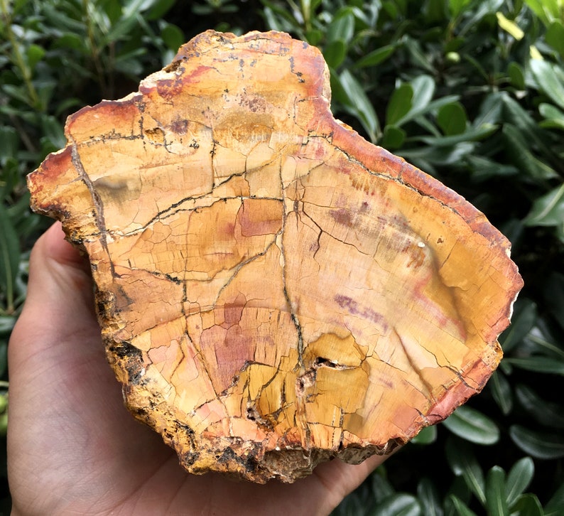 Large Petrified Wood Stone/petrified wood slice/Wood fossil Etsy