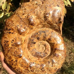 Natural Huge Ammonite/from Madagascar/Perisphinctes species/165 Million Years Old/Jurassic Period/fossil/home decoration