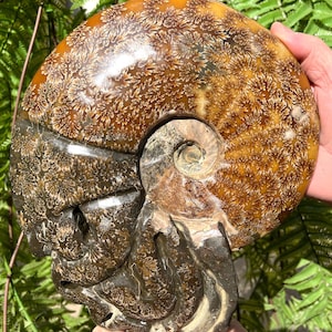 Fine polishing Ammonite Can stand up/Whole Ammonite Fossil/Authentic Ammonite Fossil/Prehistoric Fossil//Reiki healing/Fossil Collection