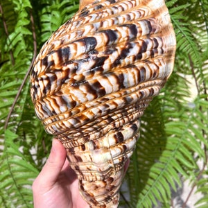 Natural Trumpet Triton Ammonite Decoration/Big Seashell Decor/Sea shell/Snail Shell/Ancient Fossil/Ocean Decor/Beach Gift/Beach Decor