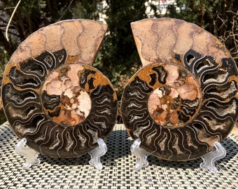 美しい化石アンモナイト、マダガスカルジュラ紀、本物、認定済み