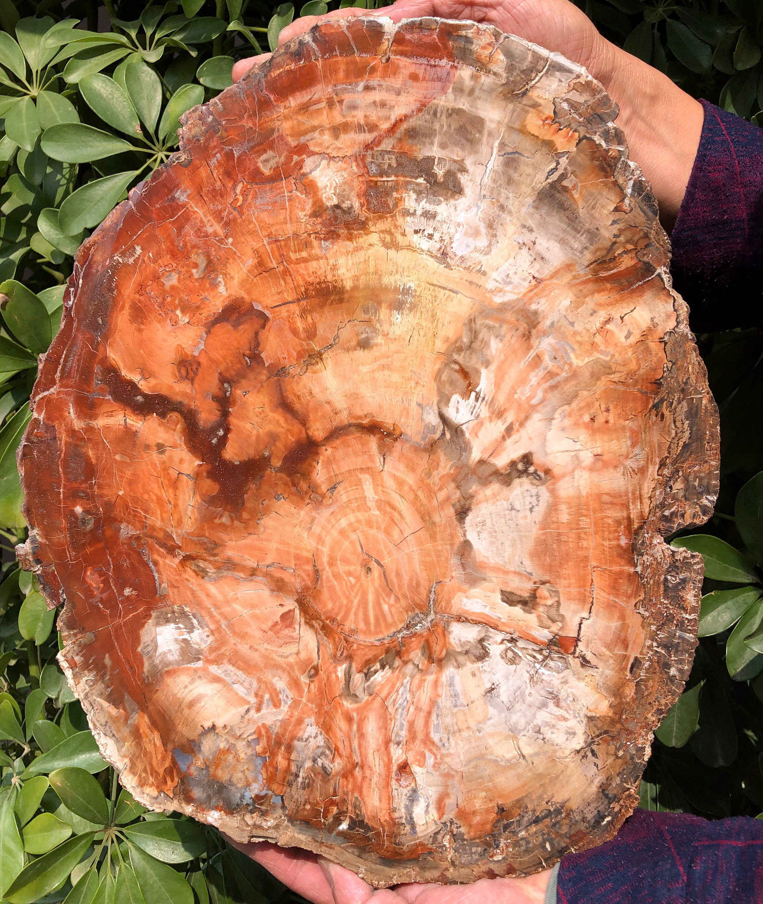 Large Petrified Wood Stone/petrified Wood Slice/wood Fossil Etsy