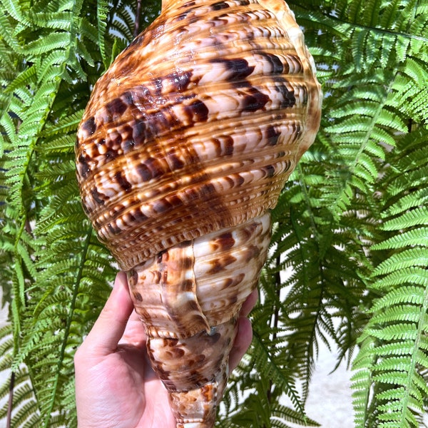 Natural huge Trumpet Triton Ammonite Decoration/Big Seashell Decor/Sea shell/Snail Shell/Ancient Fossil/Ocean Decor/Beach Gift/Beach Decor