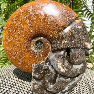 Fine polishing Ammonite Can stand up/Whole Ammonite Fossil/Authentic Ammonite Fossil/Prehistoric Fossil//Reiki healing/Fossil Collection