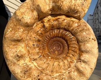 本物のサマセット産アンモナイト化石 – ジュラ紀 – イギリス産標本