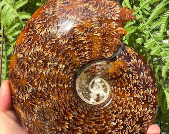 May include: A polished ammonite fossil with a spiral shape, showcasing intricate patterns in shades of brown and cream. The fossil is held in a hand, with green fern leaves in the background. This unique piece is a natural history collectible.