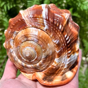 Natural Large Sea Snail Ammonite Decoration/Big Seashell Decor/Sea shell/Snail Shell/Ancient Fossil/Ocean Decor/Beach Gift/Beach Decor
