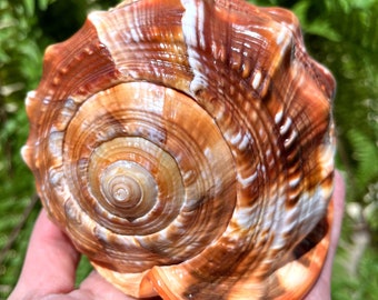 Könnte beinhalten: Eine große, spiralförmige Muschel mit einem braunen, orangefarbenen und weißen Muster. Die Muschel hat eine glänzende Oberfläche und eine glatte Textur.
