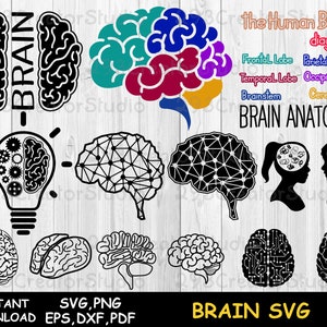 Brain svg Bundle, Science Svg, School Png Element, Studies Anatomy for Kids, Cerebellum Svg, Teacher Svg Element, Brain Clipart