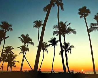 Palm trees fine art photography, travel photo, boca grande florida sunset