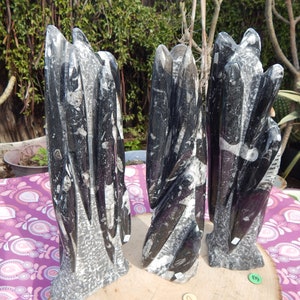 Puede incluir: Tres columnas de crinoideos fosilizados en blanco y negro sobre bases de madera. Las columnas son altas y delgadas, con una superficie texturizada. Las bases son redondas y tienen una veta de madera natural.