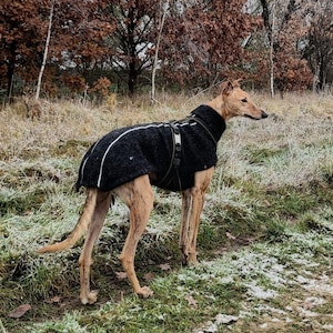 Könnte beinhalten: Ein hellbrauner und weißer Greyhound-Hund trägt einen schwarzen Hundemantel mit weißem Paspel und einem Geschirr. Der Hund steht in einem Feld mit Gras und etwas Schnee, mit Bäumen im Hintergrund.