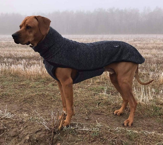 rhodesian ridgeback winter coats