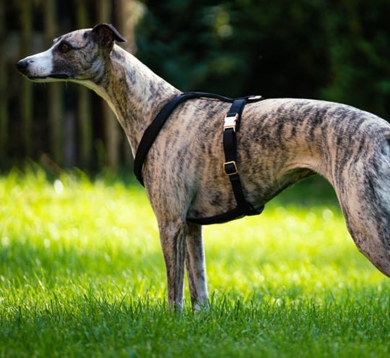 Whippet dog harness cheap